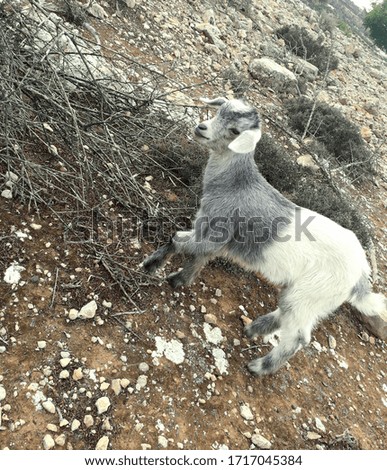 A picture of an animal known as the small goat
