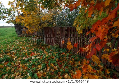 fallen maple leaves in autumn