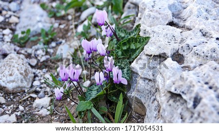 Tiny violet flowers on the rocky spot