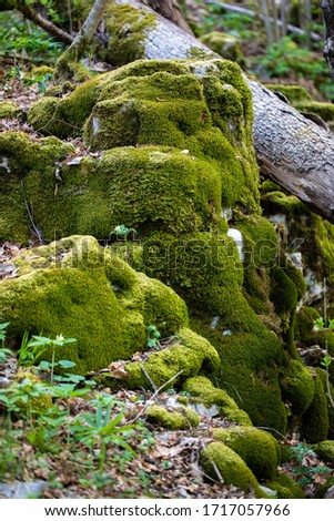 Old fallen wood trunk log at big boulder stone rocks covered with green moss, grass. Forest woodland wilderness mossy ground nature photo. Fantasy wild scenic flora growth. Summer, spring park scene.
