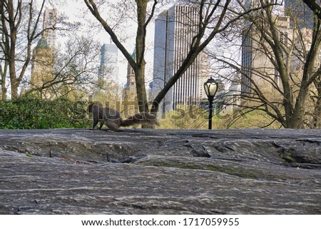 A squirrel turned back, sitting on the rocks with view of Manhattan