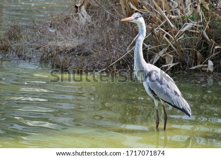 Grey heron is standing in the pond, horizontally oriented picture.