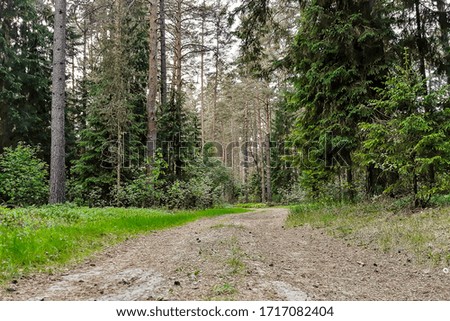 Sandy road in the summer forest among the green trees