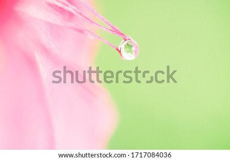 Macro photo of clear water drops on flower​'s petal with blurred background​