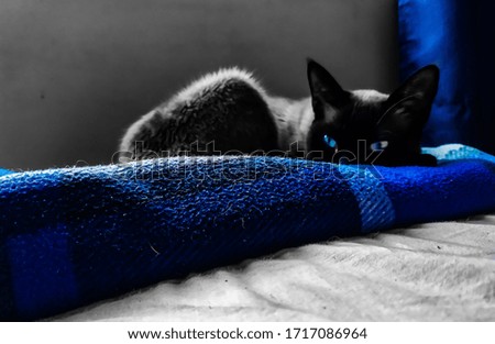 cat eyes Black white and blue