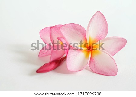 Colorful plumeria flower on white background.