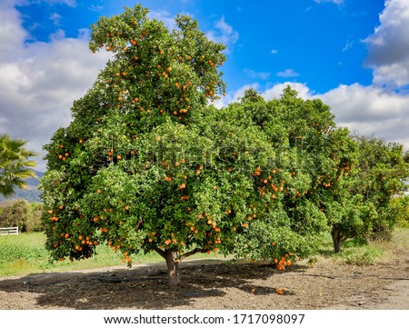 Picture of orange orchard trees with ripe oranges.