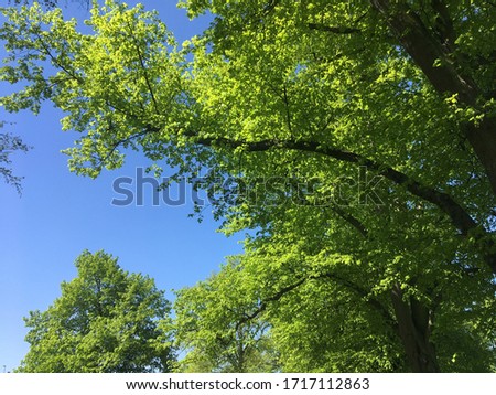 Overhead shot of tree and sky in Spring. Fresh green leaves extend into a clear blue sky.