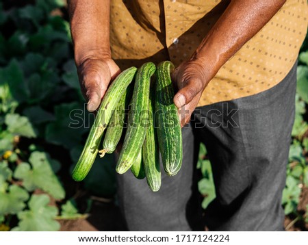 Indian farmer holding cucumbers on his hand stock photo