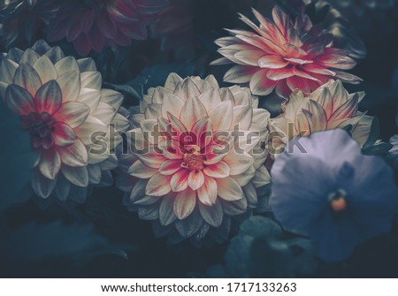 Dahlia flowers; Nature Background ; vintage style
