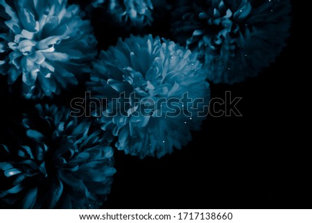 Beautiful abstract color black and blue flowers on black background and dark graphic white flower frame and blue leaves texture, blue background, colorful graphics banner 