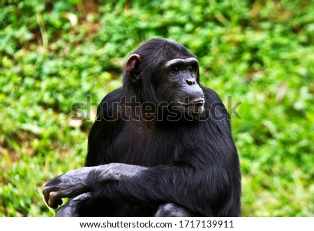 A mature female Chimpanzee relaxes during a siesta during the heat of the day. Members of the troop take it in turn to stay alert and ready to warn all the ftroop members Royalty-Free Stock Photo #1717139911