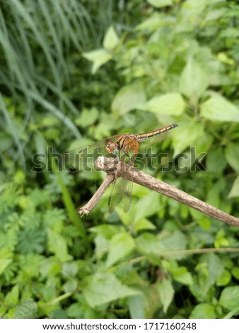 A dragonfly's picture could be seen over here that has beautiful wings and tail
