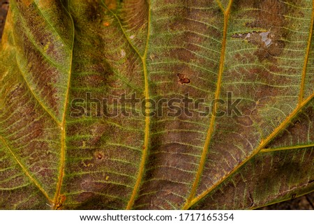 Texture of dried leaves that has a dry, crispy appearance. Coarse and clearly see leaf lines.      