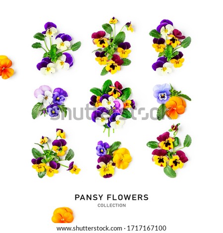 Viola pansy flower creative pattern. Colorful spring flowers collection isolated on white background. Floral composition, design elements. Springtime concept. Top view, flat lay 
