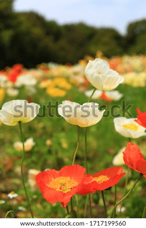 Poppy flowers in the field in the Spring season.