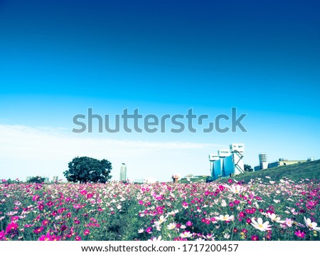 Cosmos in a field with clear autumn weather.