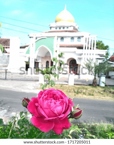 Beautiful Pink Flower and White Mosque