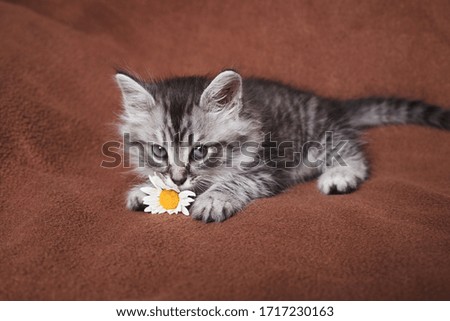 beautiful gray little cat with a delicate daisy flower on a brown background
