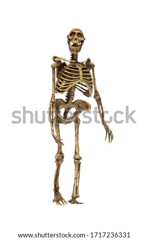 Ancient skeleton fossils monkey man (homo neanderthalensis) isolated on white background. Royalty-Free Stock Photo #1717236331