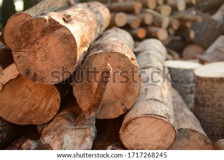 The pile of wooden logs on a golden hour