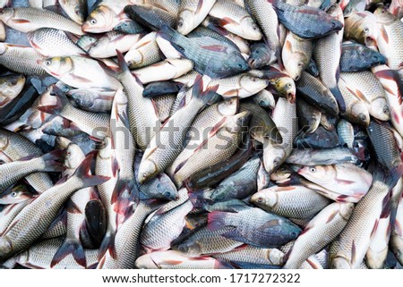 Group of fresh fish in fish market.(Seven stripped carp and Nile Tilapia)