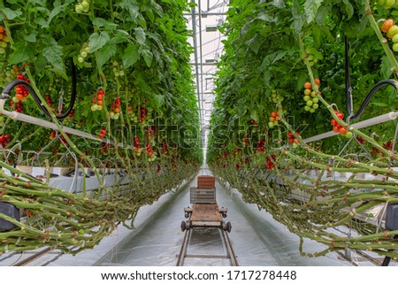 Tomatoes ripening on hanging stalk in greenhouse. A cart for harvesting. Royalty-Free Stock Photo #1717278448
