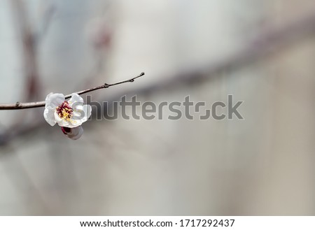 Spring time, nature wallpaper. Apricot flower close-up. A new spring flower appeared on a branch. Tree releasing buds. Seasonal forest, beautiful blurred background. Macro photography.