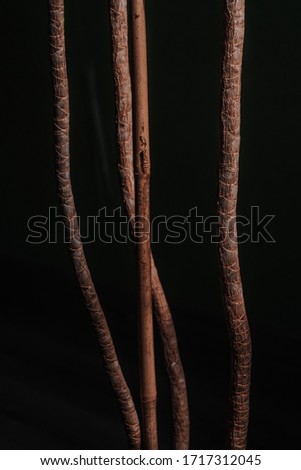 in the foreground there are three brown trunks of a palm tree and one bamboo trunk, the background is black