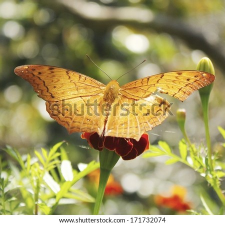 Beautiful butterfly on flower, in Thailand.