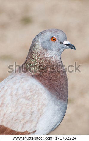 Portrait of a common pigeon