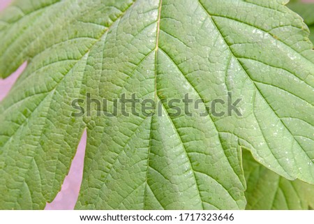 Close Up Of A Tree Leaf