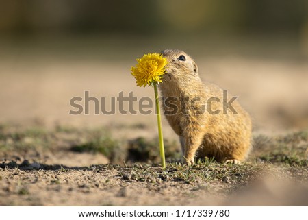 Beautiful and cute ground squirrel with dandelion.  Amazing animal, quick, surprised, amusing. Natural, wildlife shot. Peaceful and warm spring afternoon.