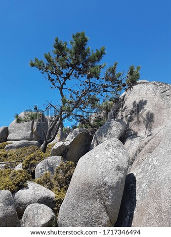 The picture shows rocks and a tree within the landscape of Galicia (Spain)