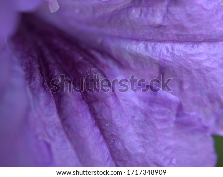 Closeup macro detail of purple petals wild petunia flower ,ruellia toberosa, soft focus ,blurred photo for background, sweet color for card design