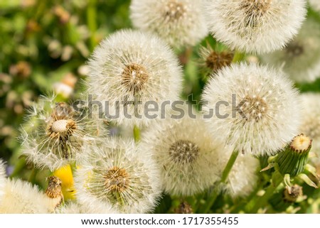 The dandelion stands for transience, as well as for a new beginning and wishes. The plant blooms in spring and summer.