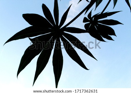 silhouette of Jatropha multifida leaves in the blue sky