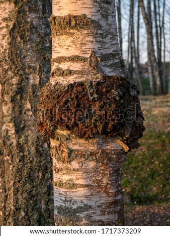 picture with a black chaga mushroom on a birch tree. Inonotus obliquus commonly known as chaga mushroom, birch grove in morning