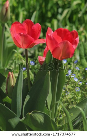Close up picture of beautiful tulips outdoor