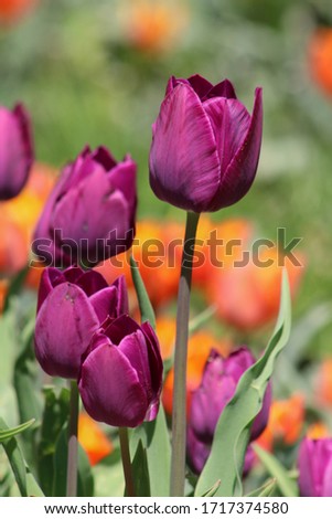 Close up picture of beautiful tulips outdoor