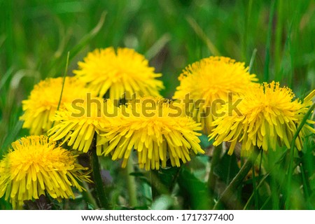 Yellow dandelions closeup on green grass. Spring photo of nature. Field of dandelions