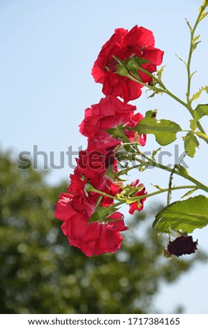 Chinese hibiscus rose against the blue sky