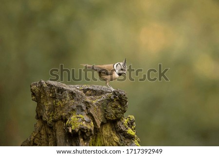 Crested tit perched on a forest trunk. With the background out of focus. Wildlife concept.