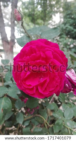 very beautiful red rose flower image