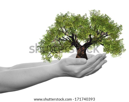 Concept or conceptual human man or woman hand holding a green summer tree isolated on white ecology background,metaphor to environment,growth,eco,protection,conservation,organic,bio,love,energy design