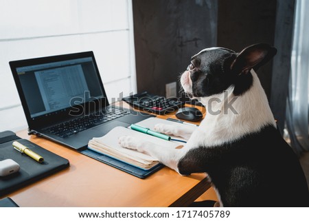 Business dog using his computer in the office. Boston Terrier as businessman  working at laptop.working dog. Cute dog is working at home, serious and funny.