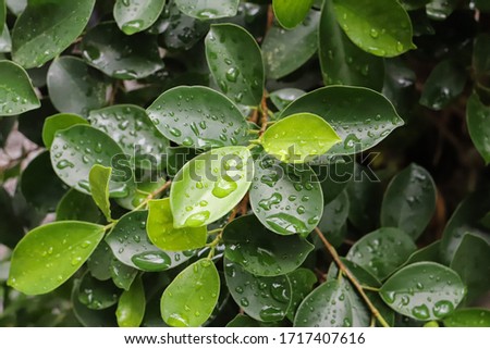 Close up of green fresh leaves with rain droplets