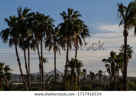 Wilde's landscape with different kind of plants and vegetation in Baja California Sur, Mexico. Sunrise/Sunset time. Big Palm three