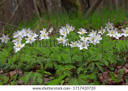 White Virginia anemone blooms in the spring forest on background green leaves, close-up