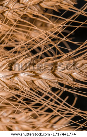 Ears of Wheat, rye, millet pshenici assembled in bouquet